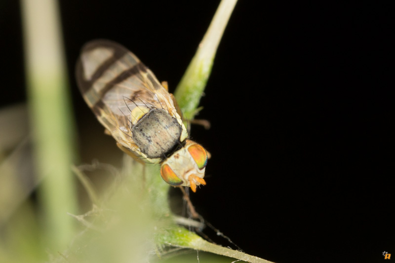 Piccolo dittero da identificare