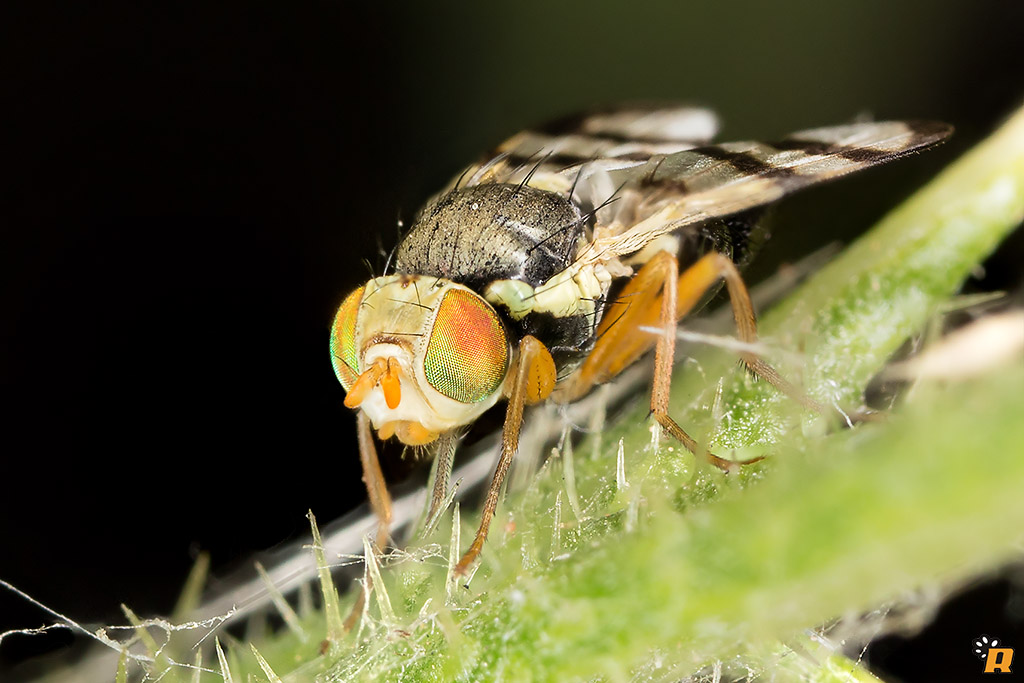 Piccolo dittero da identificare