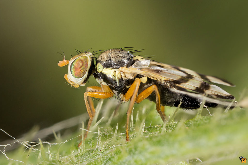 Piccolo dittero da identificare