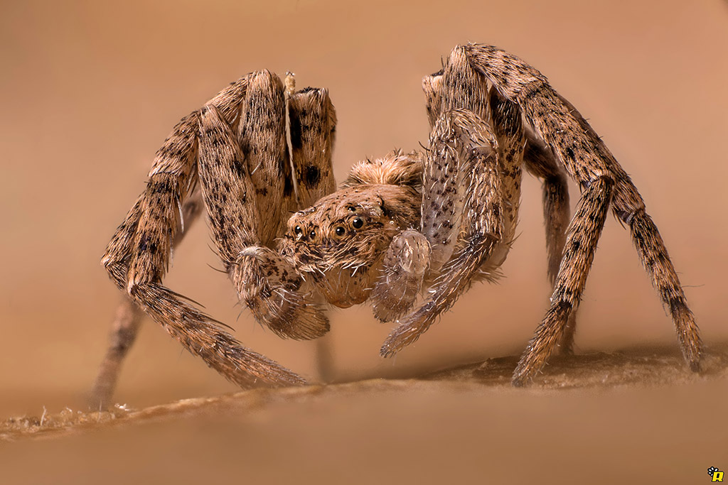 Giovane Philodromus sp. - Olbia