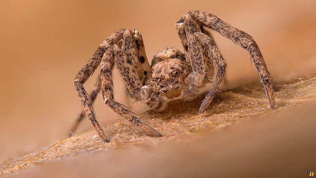 Giovane Philodromus sp. - Olbia