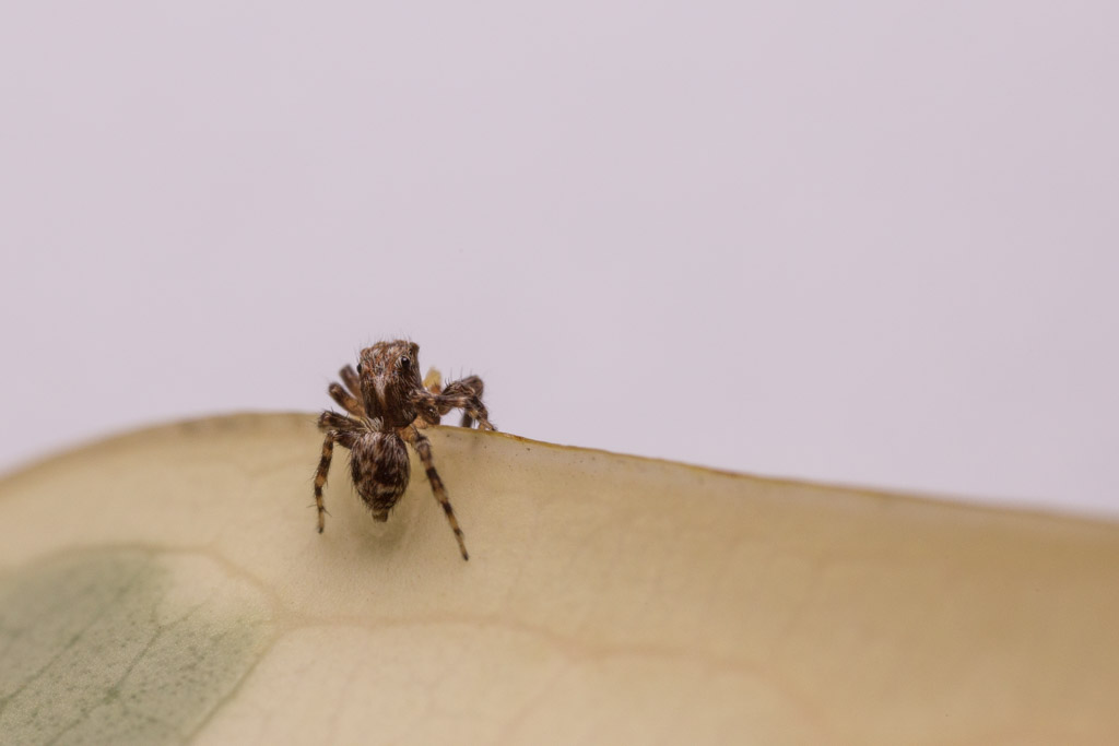 Maschio di Pseudeuophrys cfr vafra - Olbia (OT)