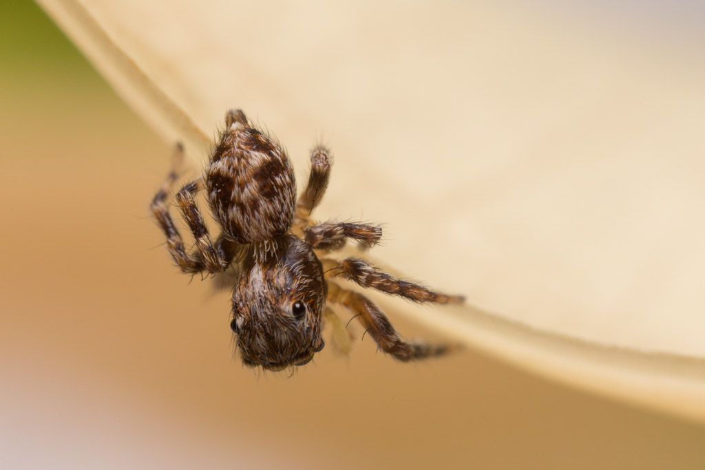 Maschio di Pseudeuophrys cfr vafra - Olbia (OT)