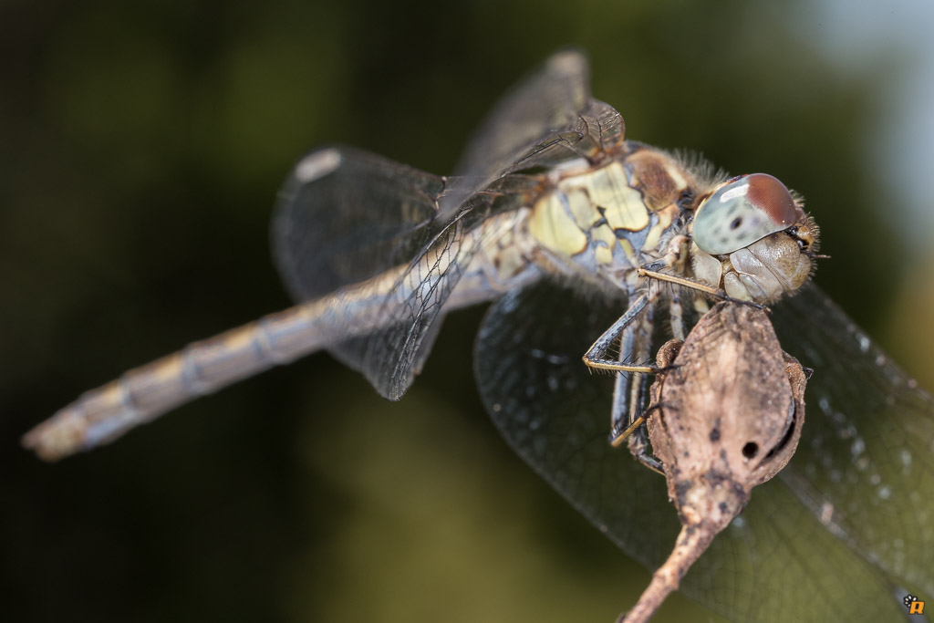 Un altro Sympetrum da identificare