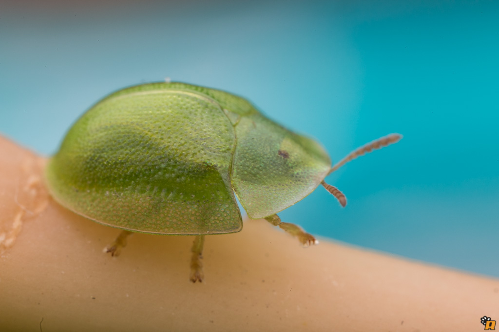 Cassida sp. (Chrysomelidae)