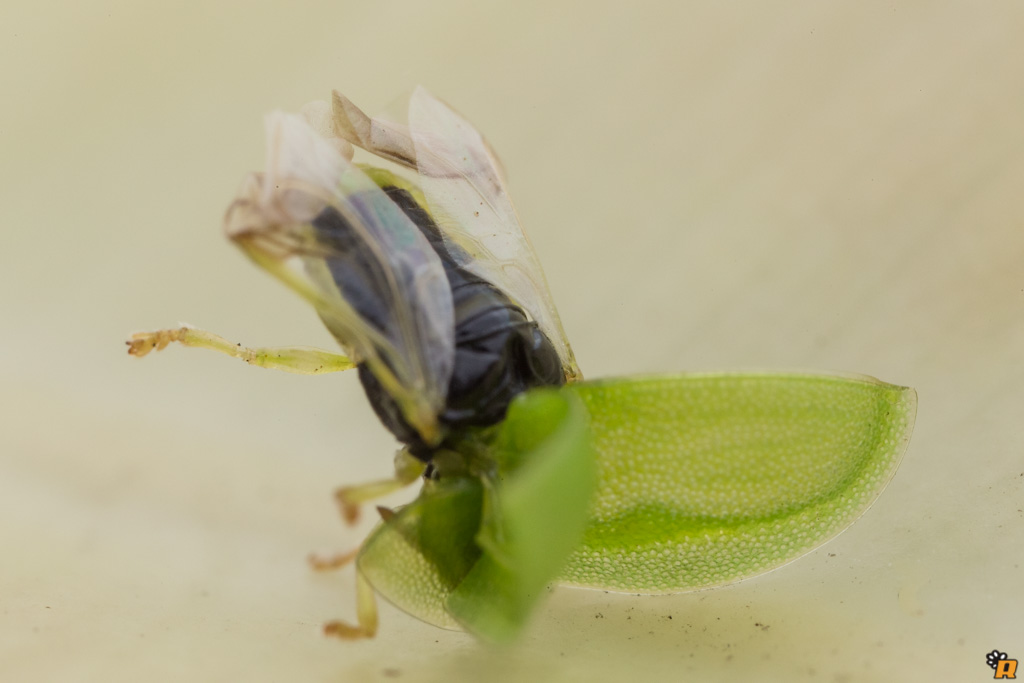 Cassida sp. (Chrysomelidae)