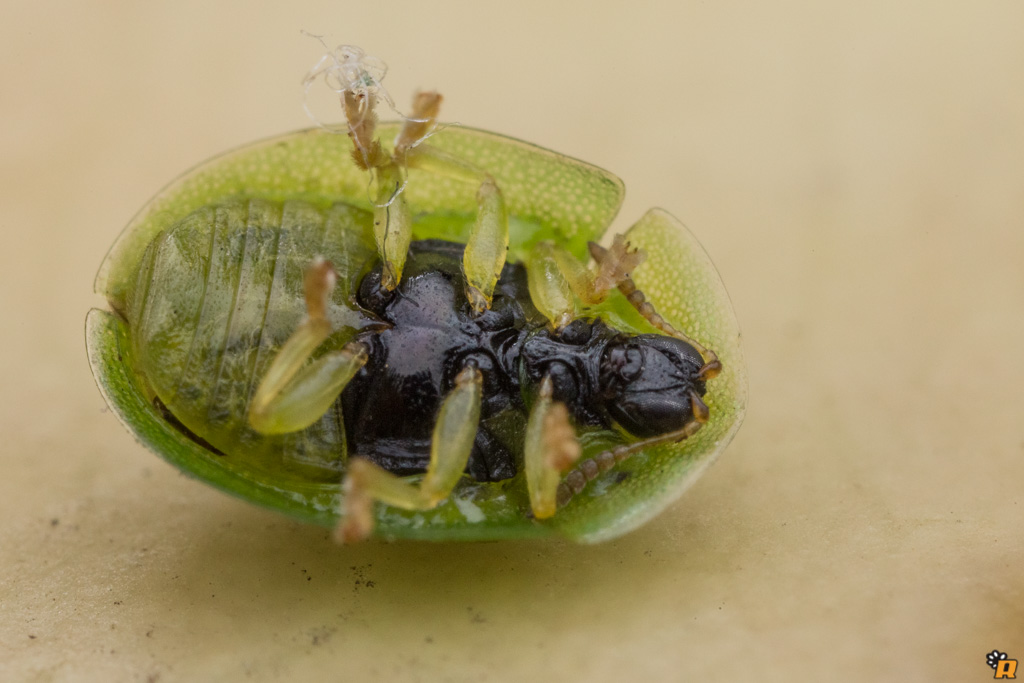 Cassida sp. (Chrysomelidae)