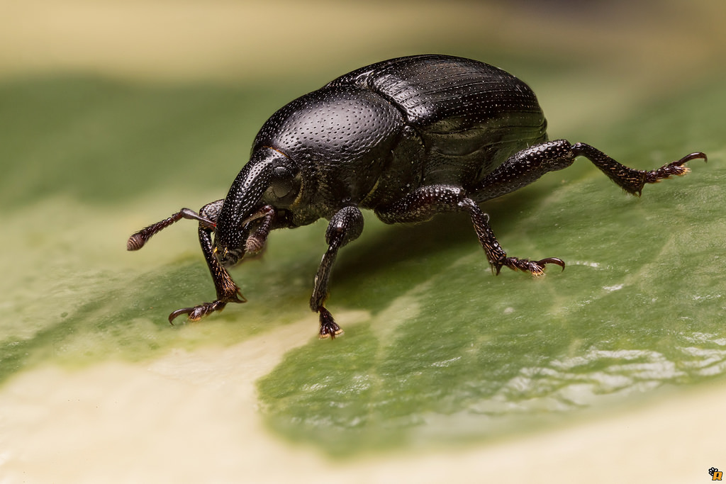 Curculionidae da identificare - Malvaevora timida