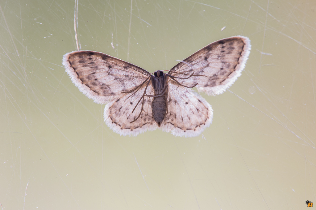 Falena da identificare