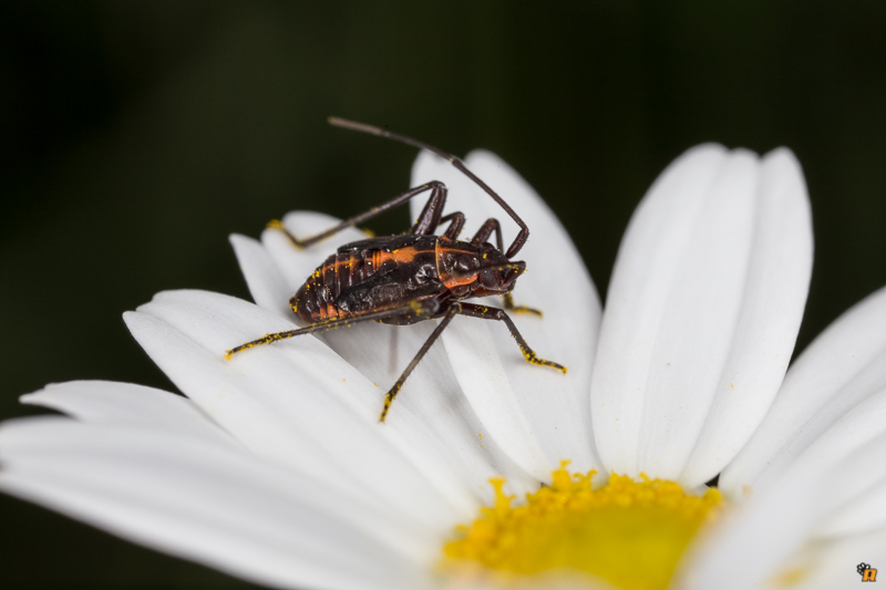 Miridae: Calocoris nemoralis (ninfa) della Sardegna