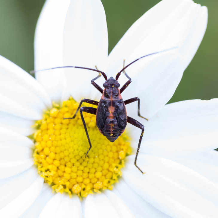 Miridae: Calocoris nemoralis (ninfa) della Sardegna