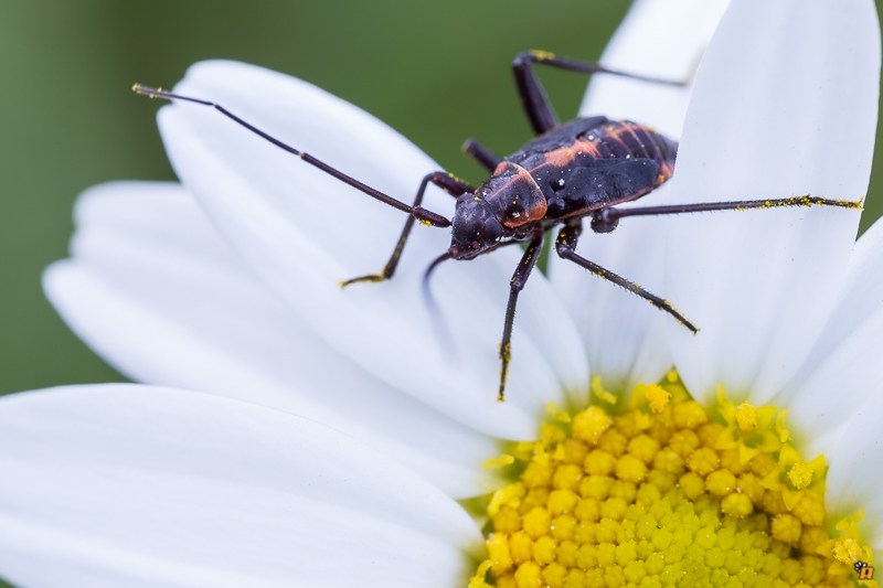 Miridae: Calocoris nemoralis (ninfa) della Sardegna