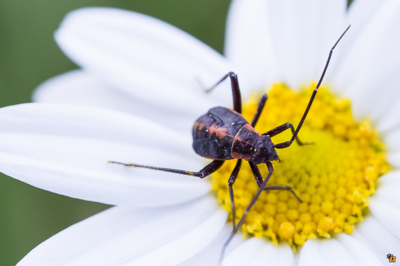 Miridae: Calocoris nemoralis (ninfa) della Sardegna