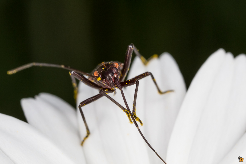 Miridae: Calocoris nemoralis (ninfa) della Sardegna