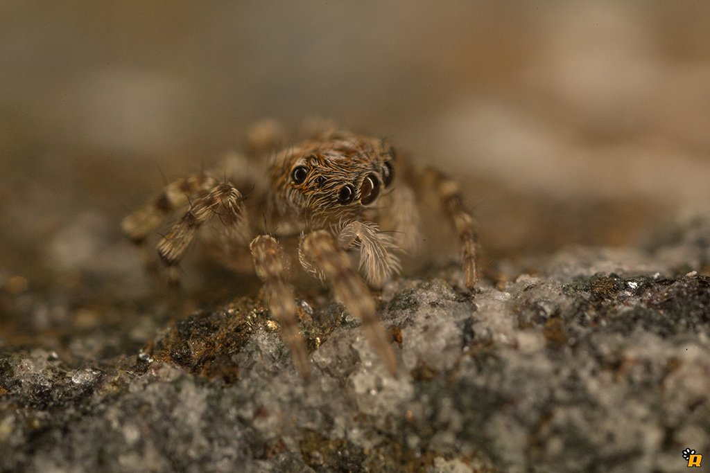 Altro Salticidae da identificare