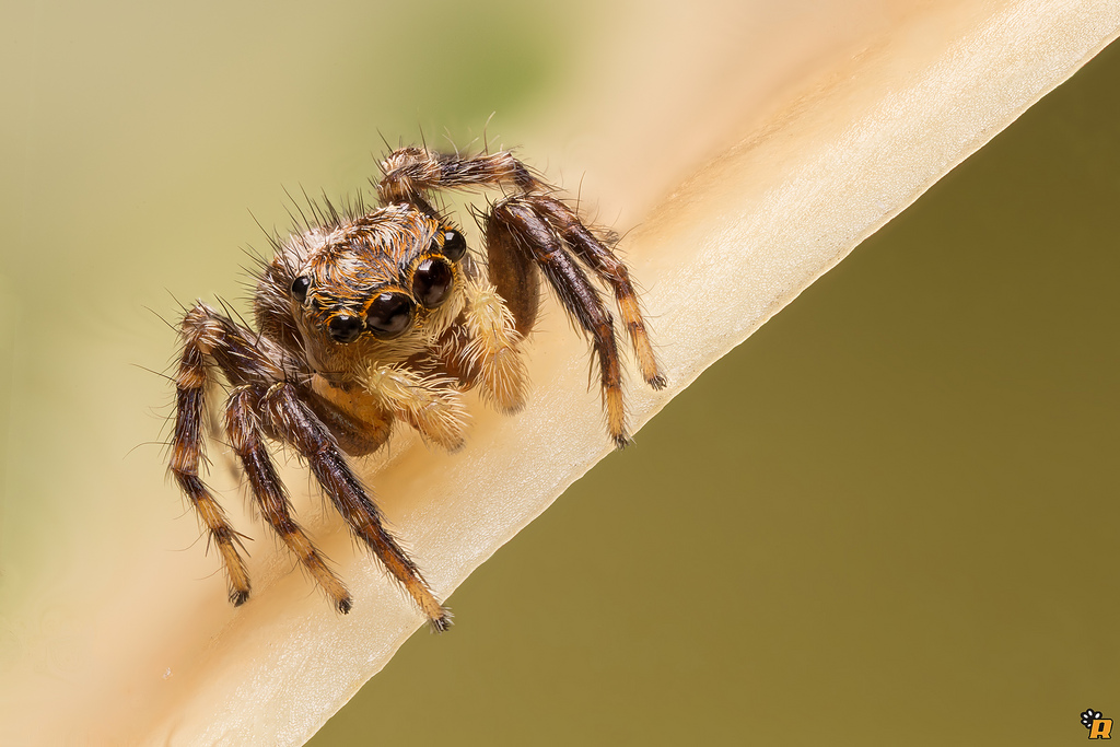 Maschio di Pseudeuophrys cfr vafra - Olbia (OT)