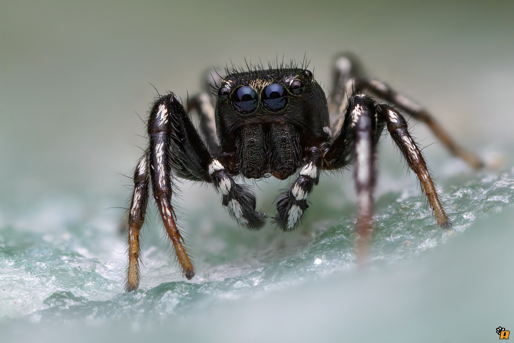 Heliophanus sp.  -  Olbia (OT)