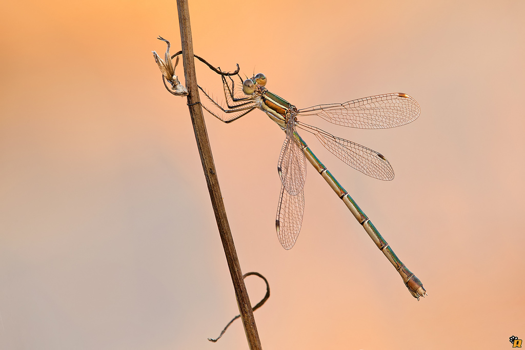 Lestes barbarus? no, Lestes virens virens