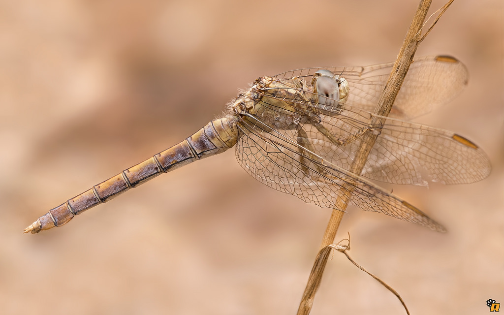 femmina di Orthetrum coerulescens