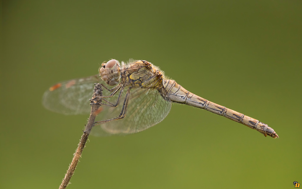 Sympetrum Striolatum - femmina