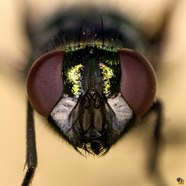 Mosca Verde