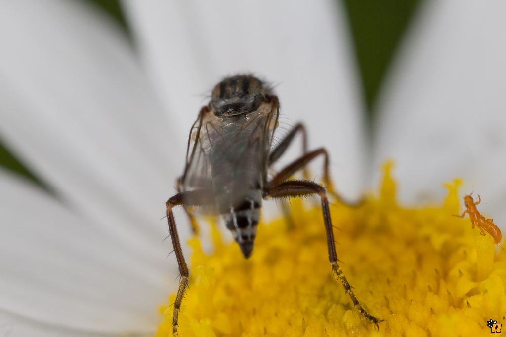 Moscerino da identificare