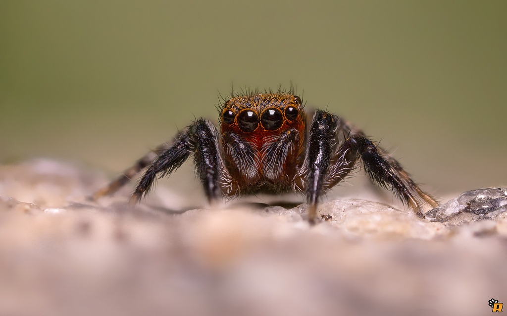 Euophrys rufibarbis - Olbia (OT)