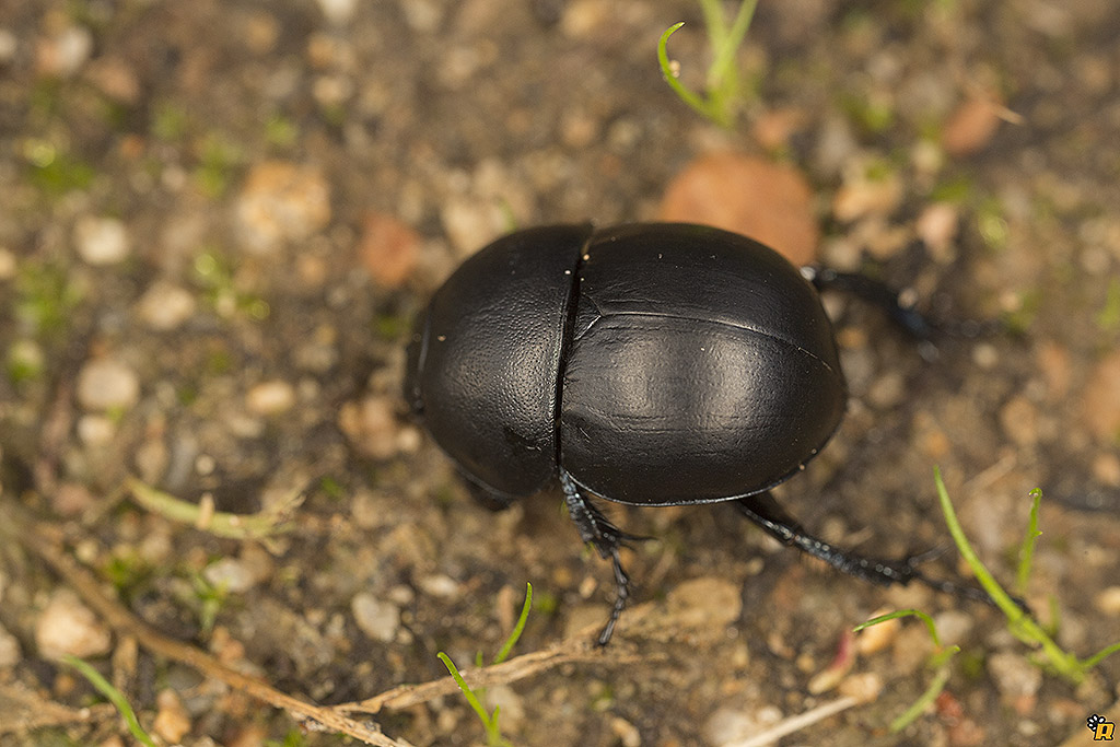 Thorectes intermedius, Geotrupidae