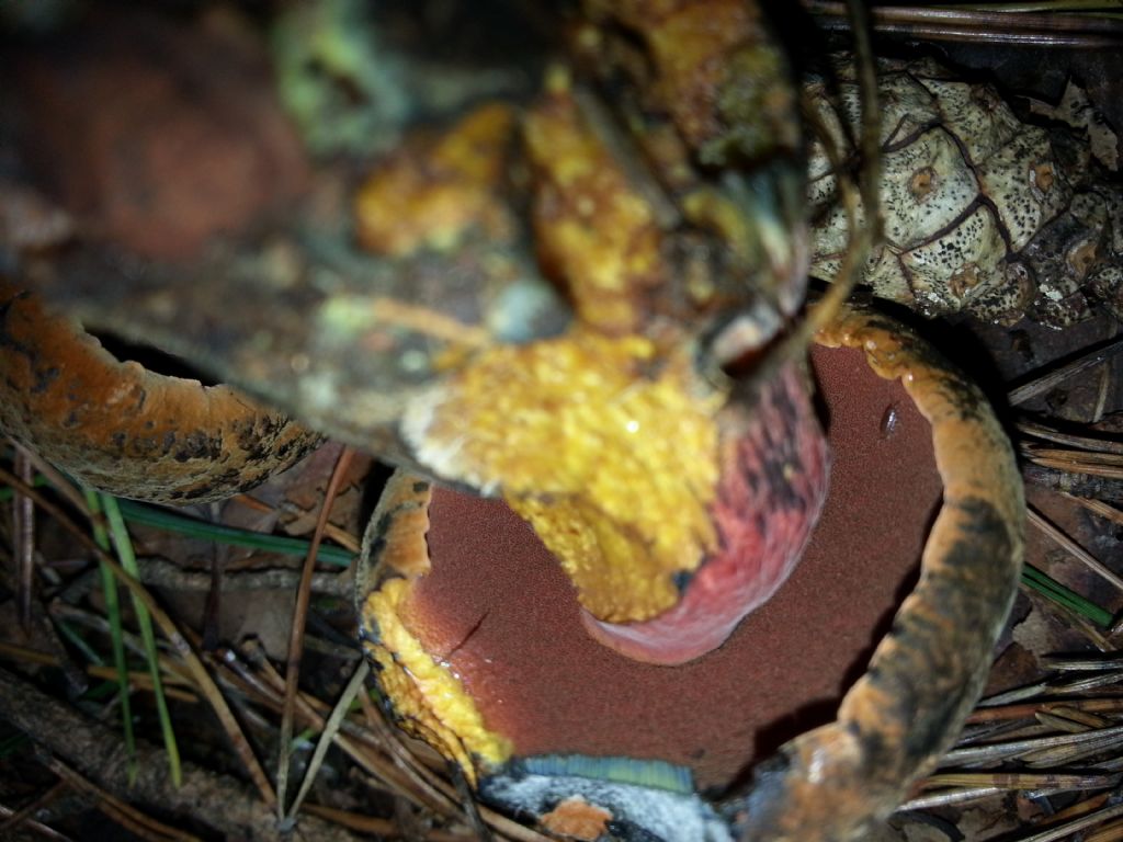 Di che Boletus si tratta e se  commestibile