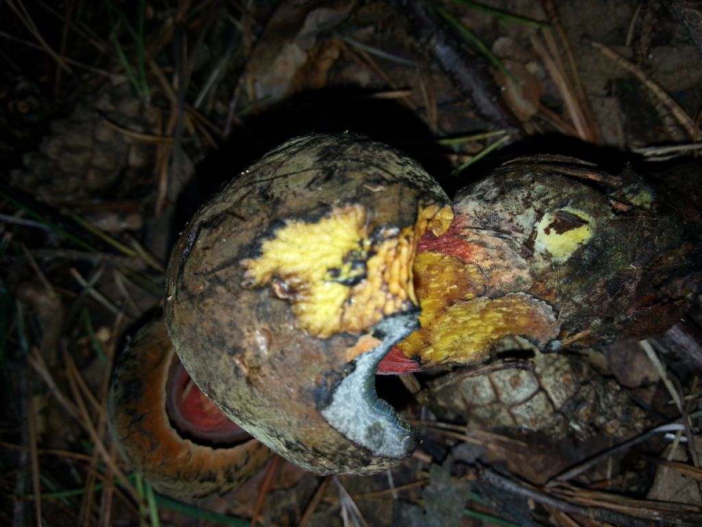 Di che Boletus si tratta e se  commestibile