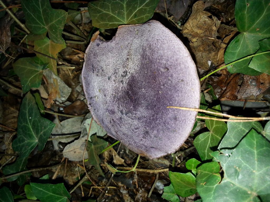 Di che Boletus si tratta e se  commestibile