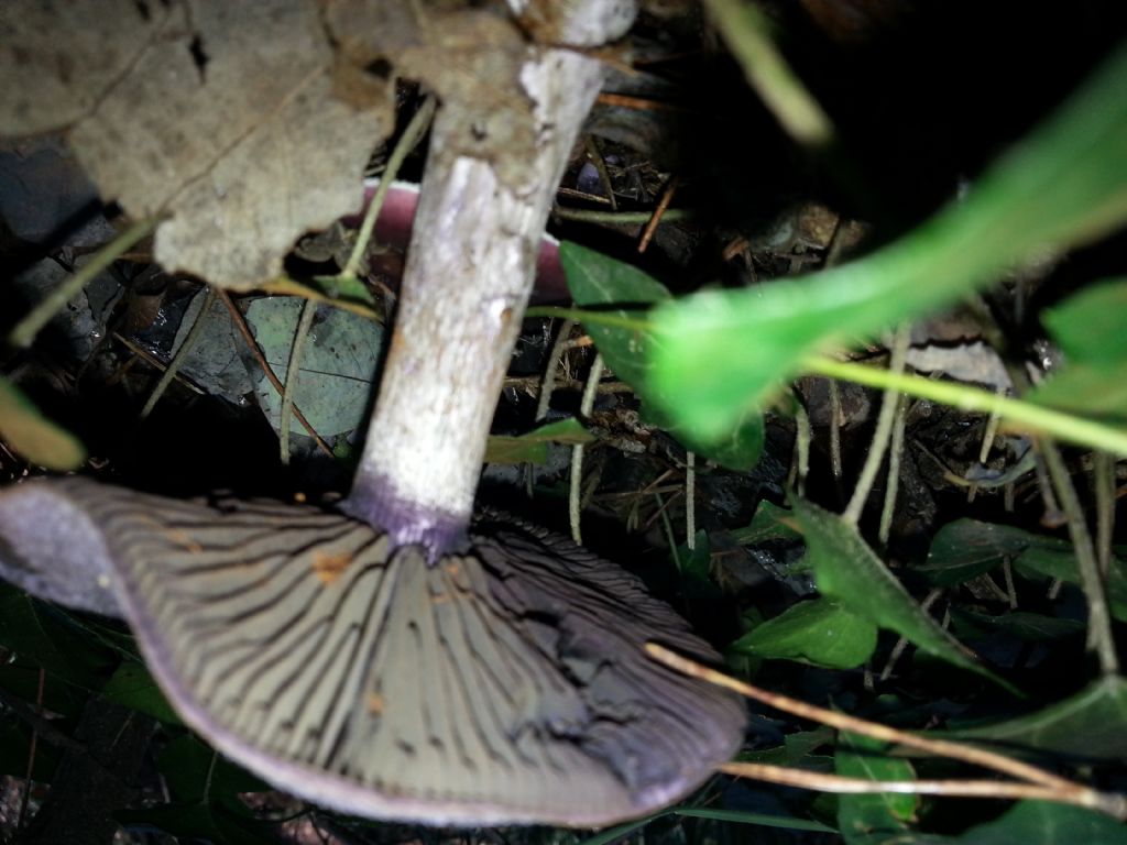 Di che Boletus si tratta e se  commestibile