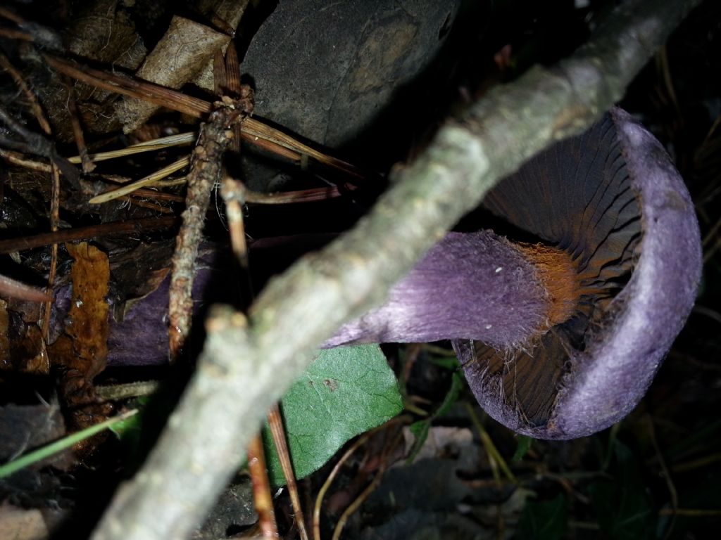 Di che Boletus si tratta e se  commestibile