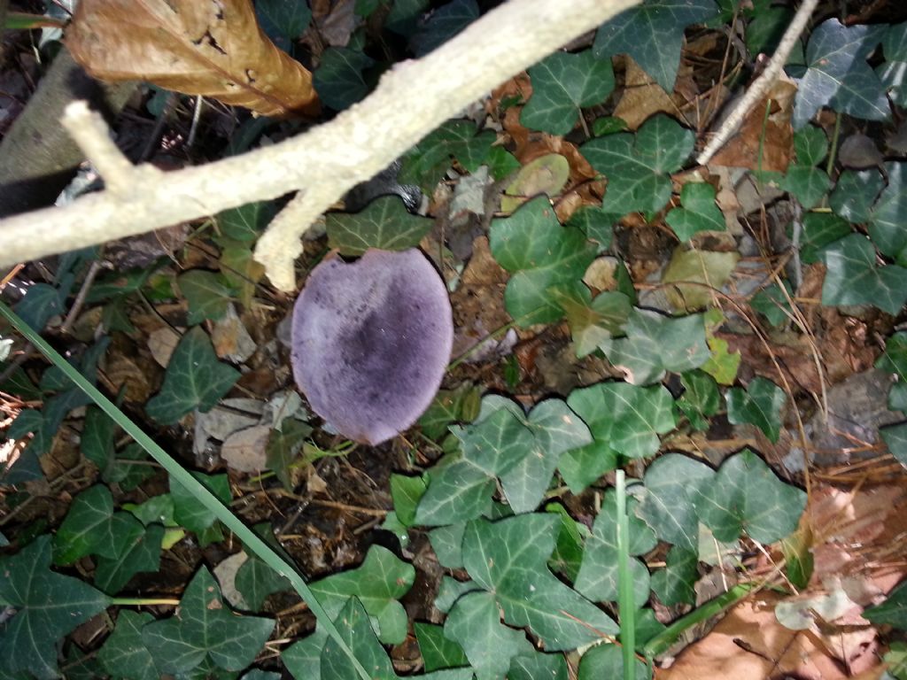 Di che Boletus si tratta e se  commestibile