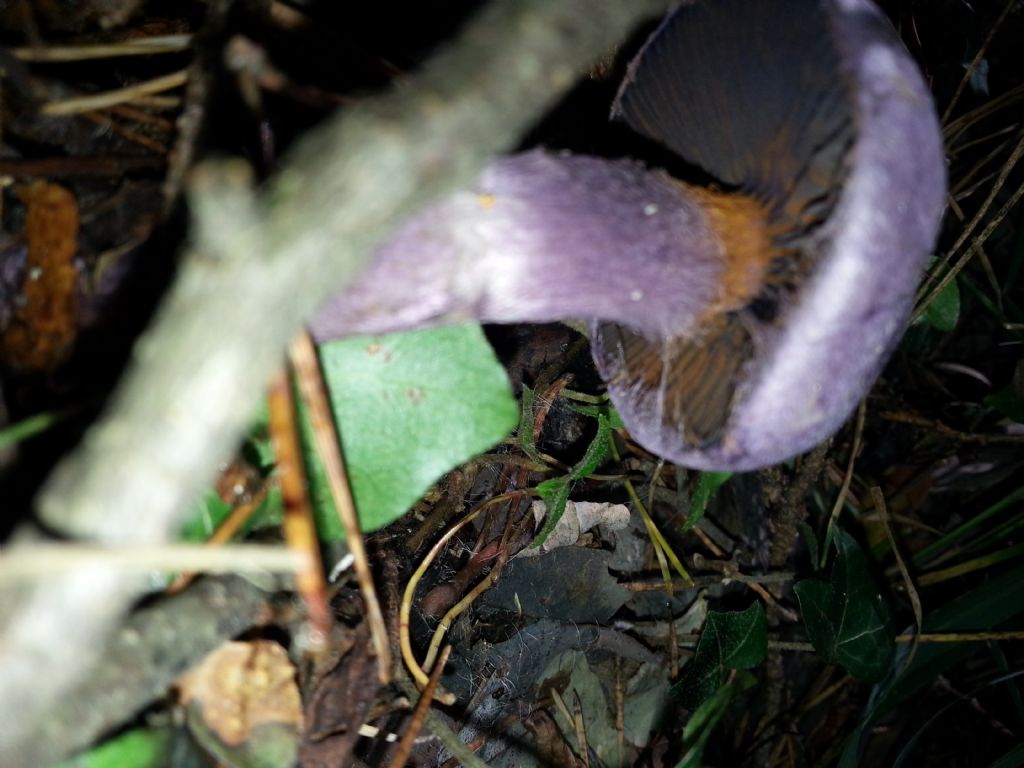 Di che Boletus si tratta e se  commestibile