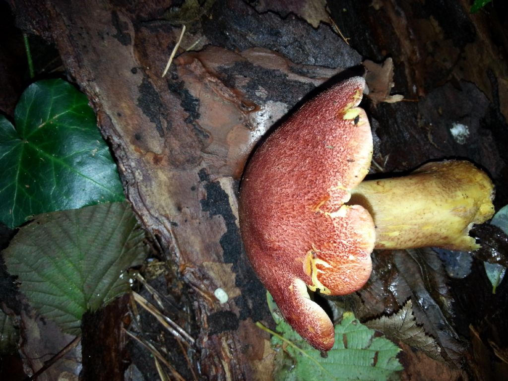 Di che Boletus si tratta e se  commestibile