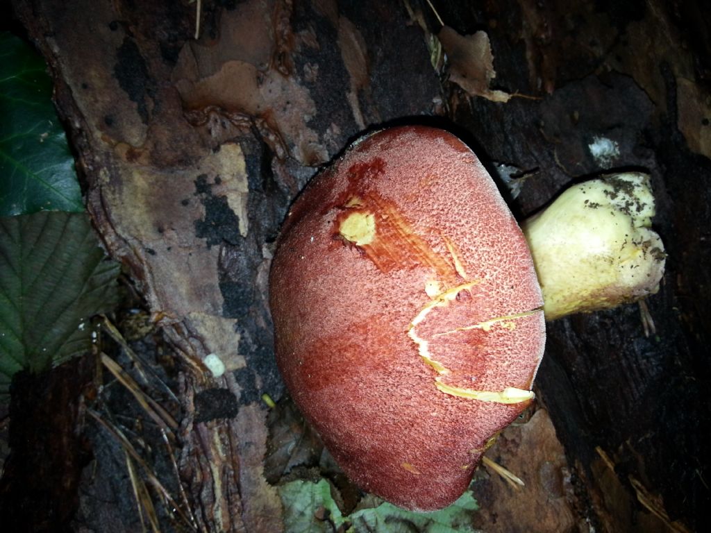 Di che Boletus si tratta e se  commestibile