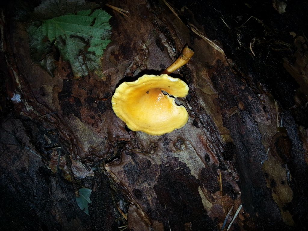 Di che Boletus si tratta e se  commestibile