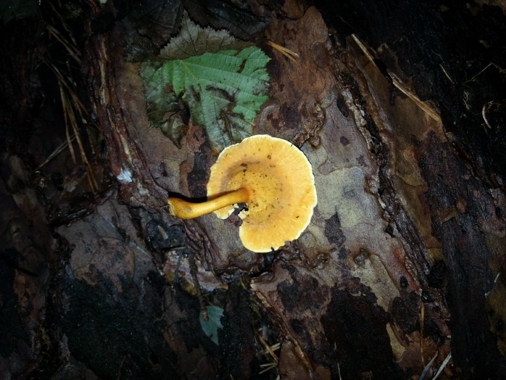 Di che Boletus si tratta e se  commestibile