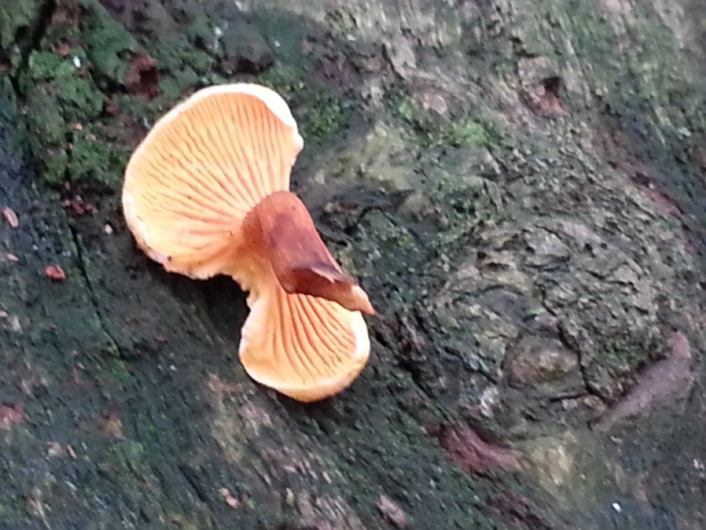 Di che Boletus si tratta e se  commestibile