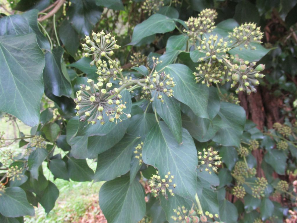 Hedera sp. e Laurus nobilis