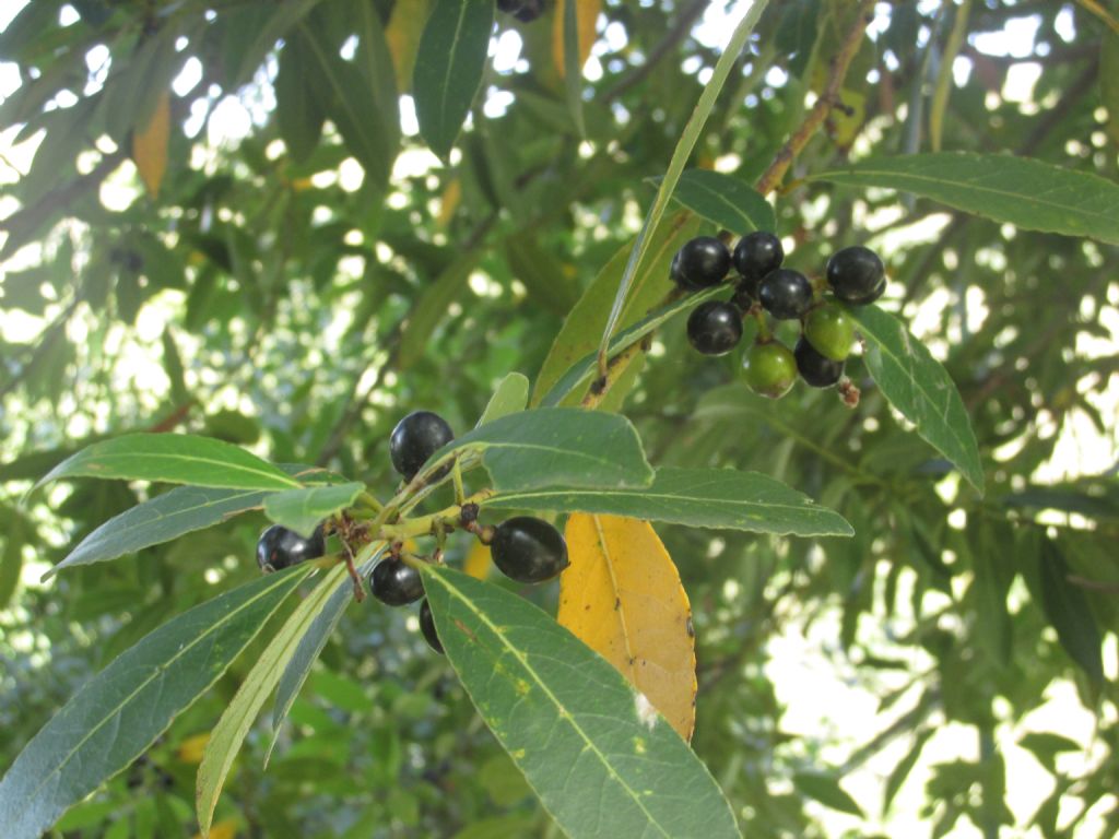 Hedera sp. e Laurus nobilis