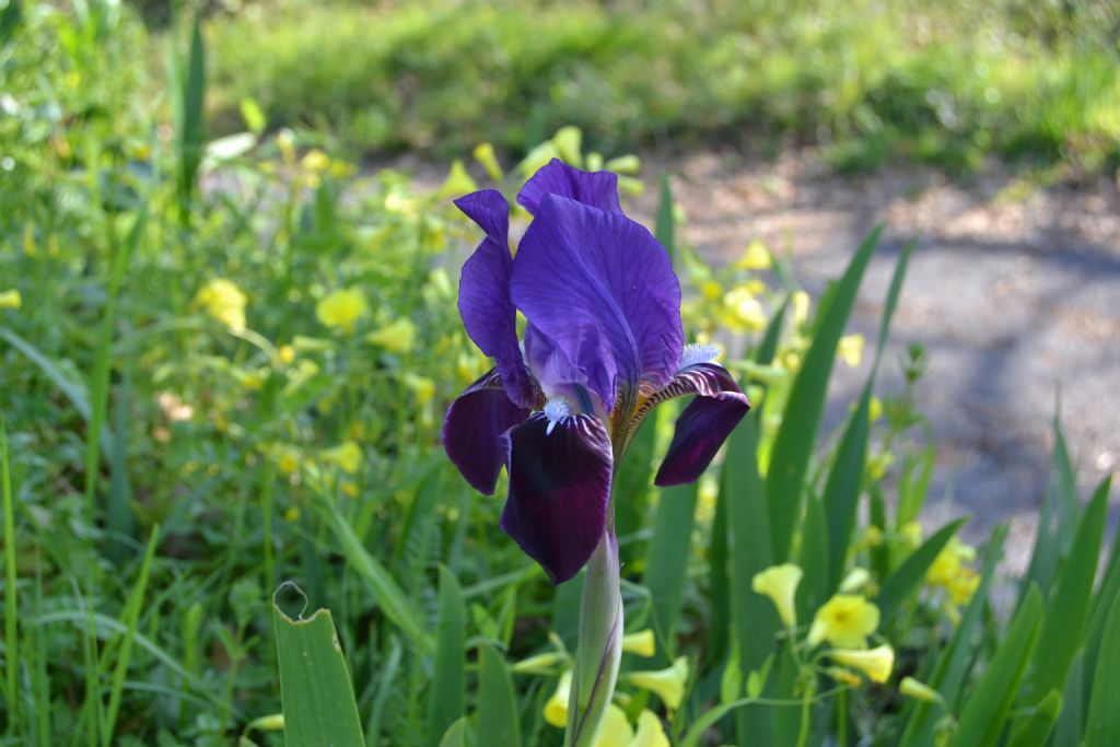 Id fiori - Iris gr.  germanica