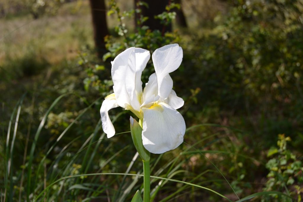 Id fiori - Iris gr.  germanica