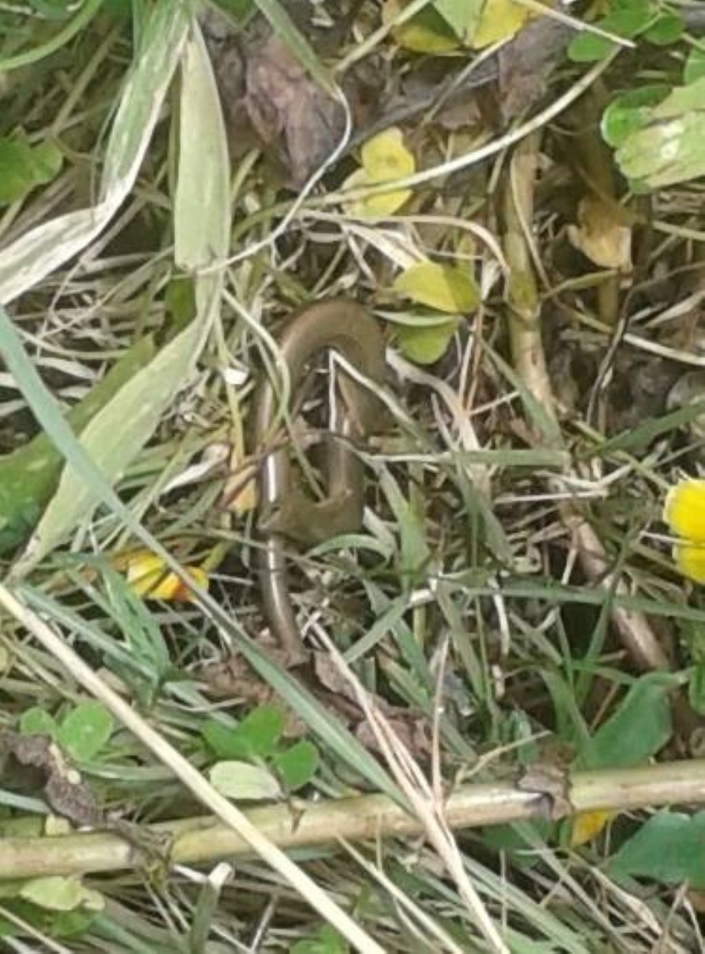 Luscengola (Chalcides chalcides)