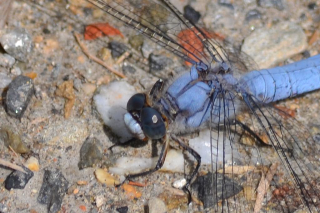 Id libellula