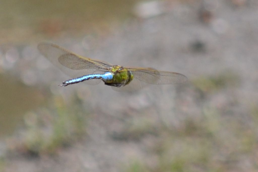 Id libellula