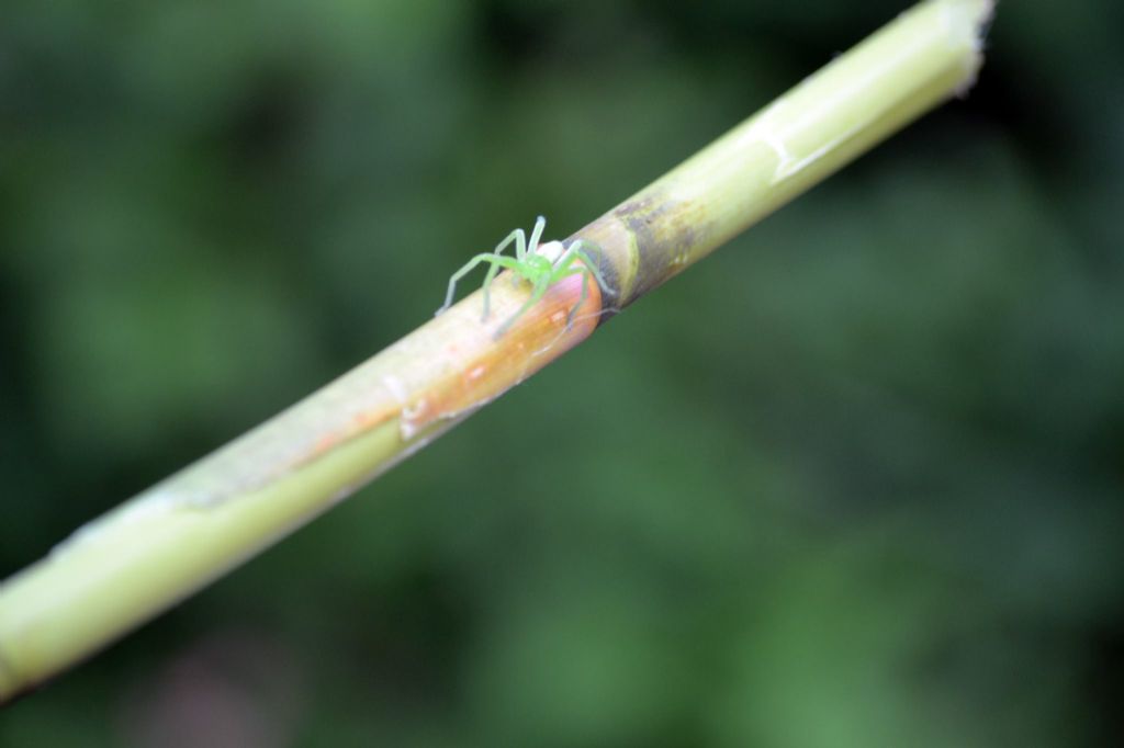 Micrommata virescens; Pisaura sp. -