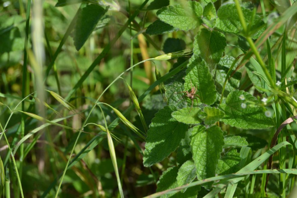 Micrommata virescens; Pisaura sp. -