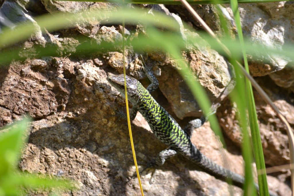 Isola di Dino, Podarcis siculus amparoae,